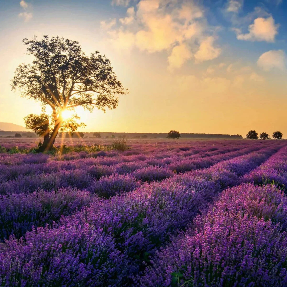 Home County Candle Co. The Norfolk - Lavender Fields 100ml Reed Diffuser Refill 2 Home County Candle Co. The Norfolk - Lavender Fields 100ml Reed Diffuser Refill - Image 2