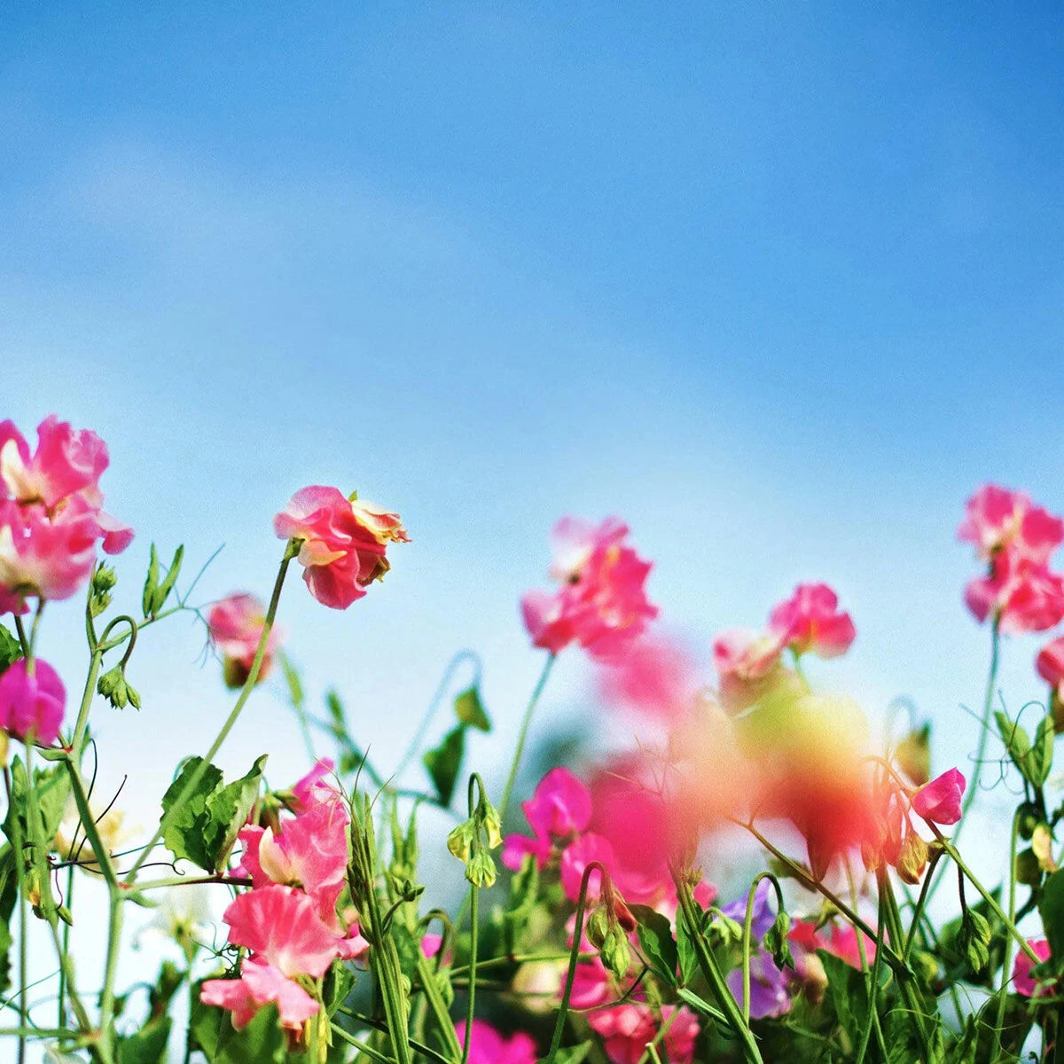 Home County Candle Co. The Shropshire - Sweet Pea 100ml Reed Diffuser Refill 2 Home County Candle Co. The Shropshire - Sweet Pea 100ml Reed Diffuser Refill - Image 2